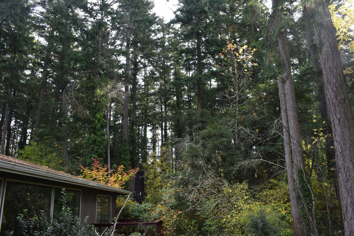 Modern house with green roof nestled in a dense forest.